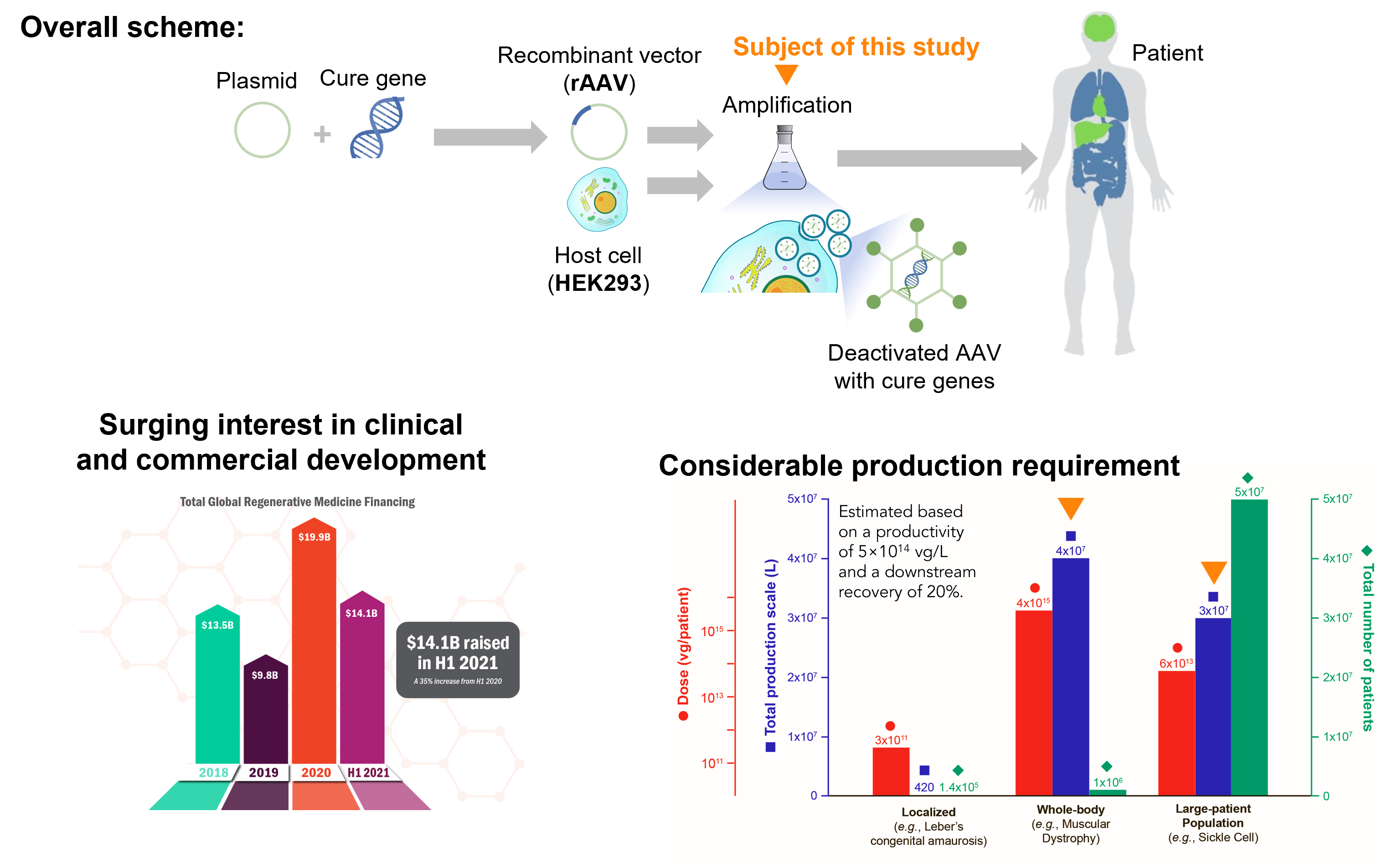 Continuous Viral Vector Manufacturing Based on Mechanistic Modeling and Novel Process Analytics